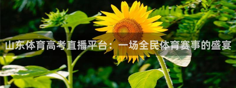 833直播篮球比赛在线观看
