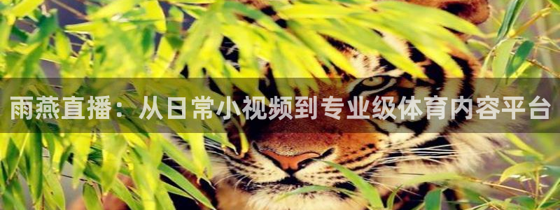 833体育：雨燕直播：从日常小视频到专业级体育内容平台
